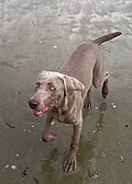 Weimaraner